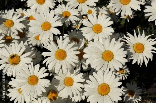  Blooming bright white daisies on a sunny day