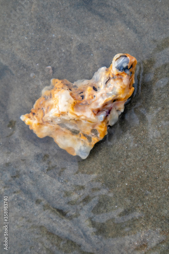 Sea Shell in the sand after the waves

