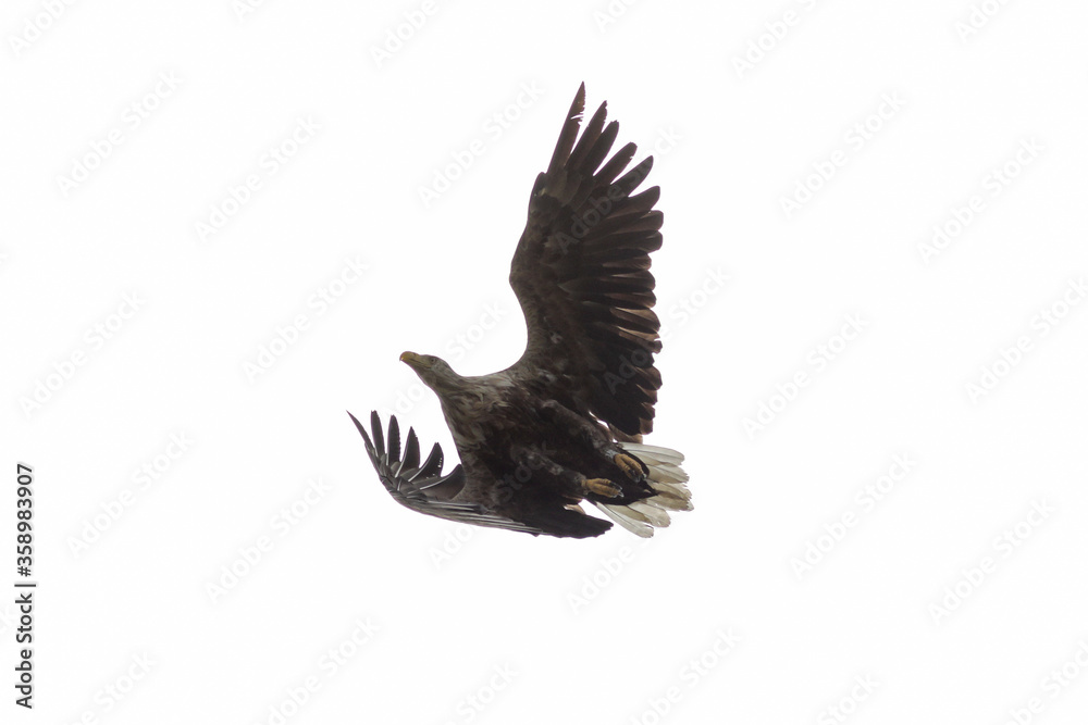 Fototapeta premium Seeadler im Flug