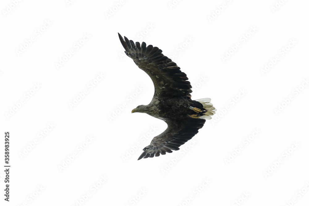Obraz premium Seeadler im Flug