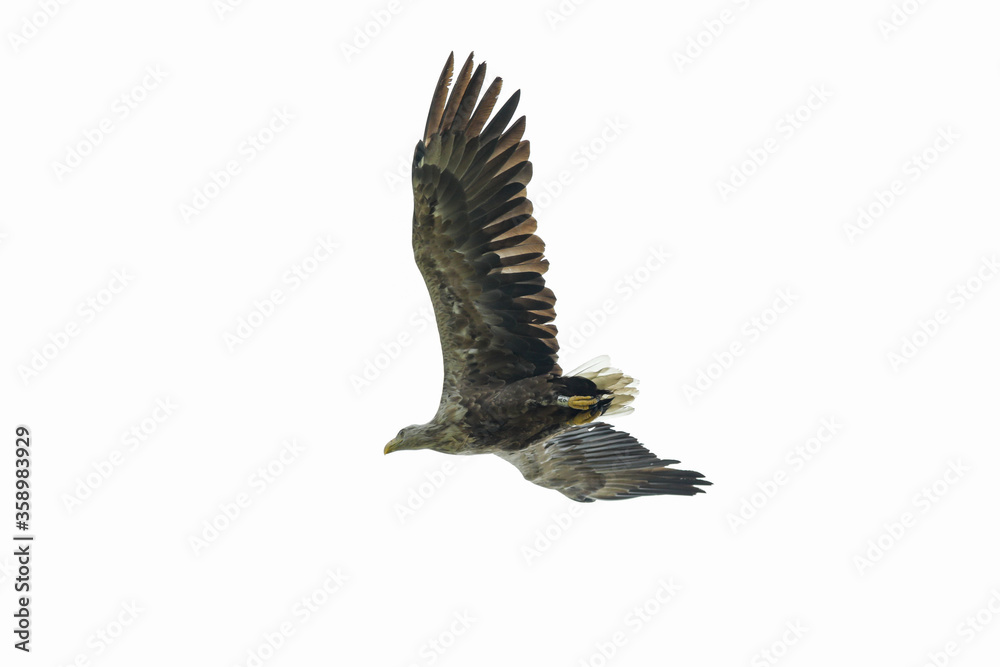 Obraz premium Seeadler im Flug
