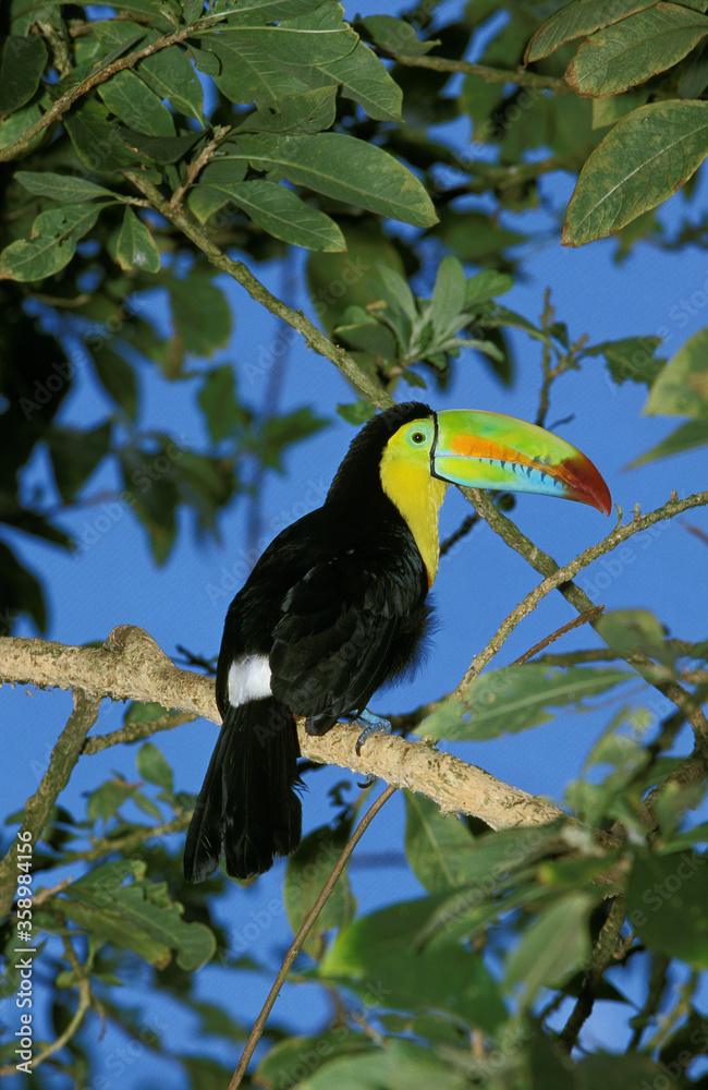 Fototapeta premium TOUCAN A CARENE ramphastos sulfuratus