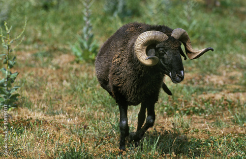 MOUTON KARAKUL