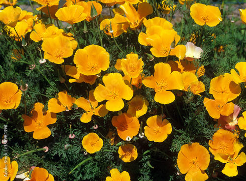 ESCHSCHOLTZIA eschscholtzia californica photo