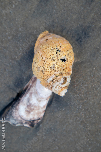 Sea Shell in the sand after the waves


