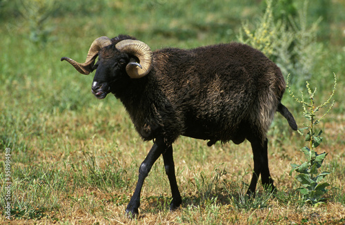 Fotografie MOUTON KARAKUL