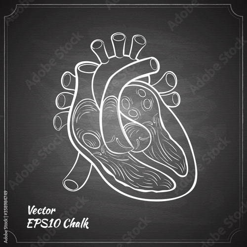 heart anatomy on the chalkboard chalk painted vector illustration