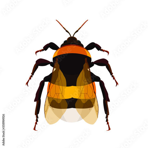 Bumblebee insect, has a sting, isolate on a white background. Vector image