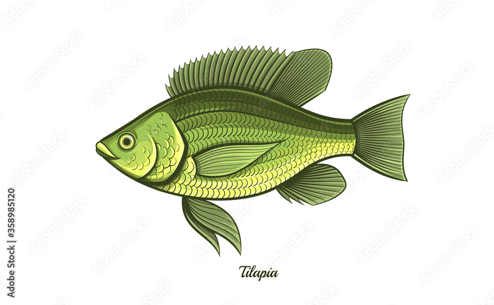 tilapia fish outline vector illustration tilapia fish outline vector illustration