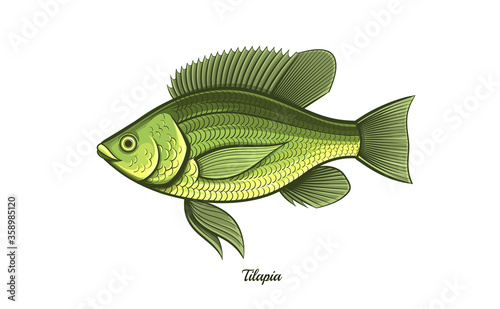 tilapia fish outline vector illustration