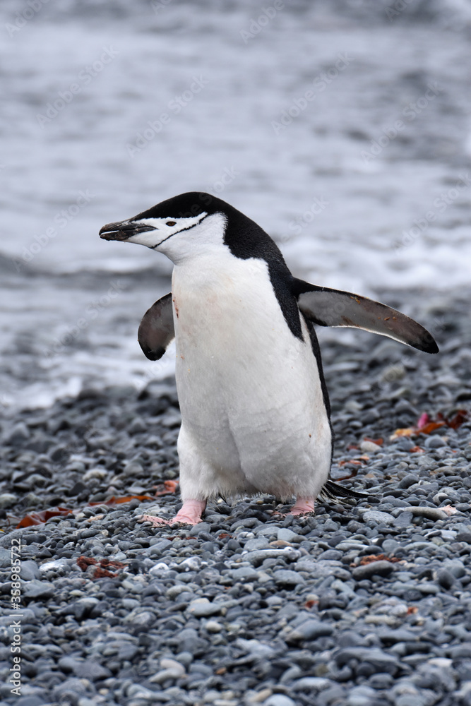 Obraz premium Chinstrap penguin at Half Moon Island, Antarctica