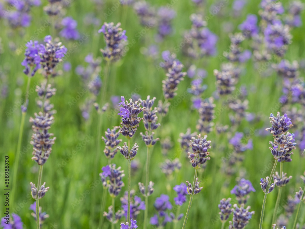 Allotments in Poland