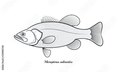 Bass fish outline vector illustration