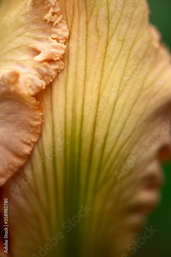 close up of a flower