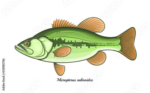 Bass fish outline vector illustration