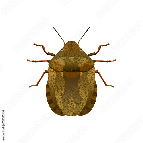 Tortoise bug, scientific name  Eurygaster maura, isolate on a white background, pest bread plants. Vector image