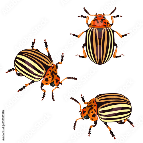 Set Colorado potato beetle, insect. Beetle pest destroys potatoes. Isolate on a white background. Vector image.