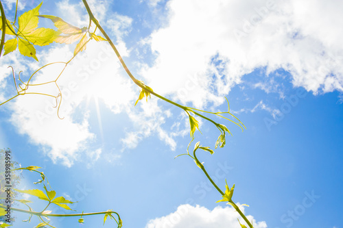 concept photo of young bindweed shoots against the background of blue sky and sun. symbol of Union, help, support, hands reaching out to each other