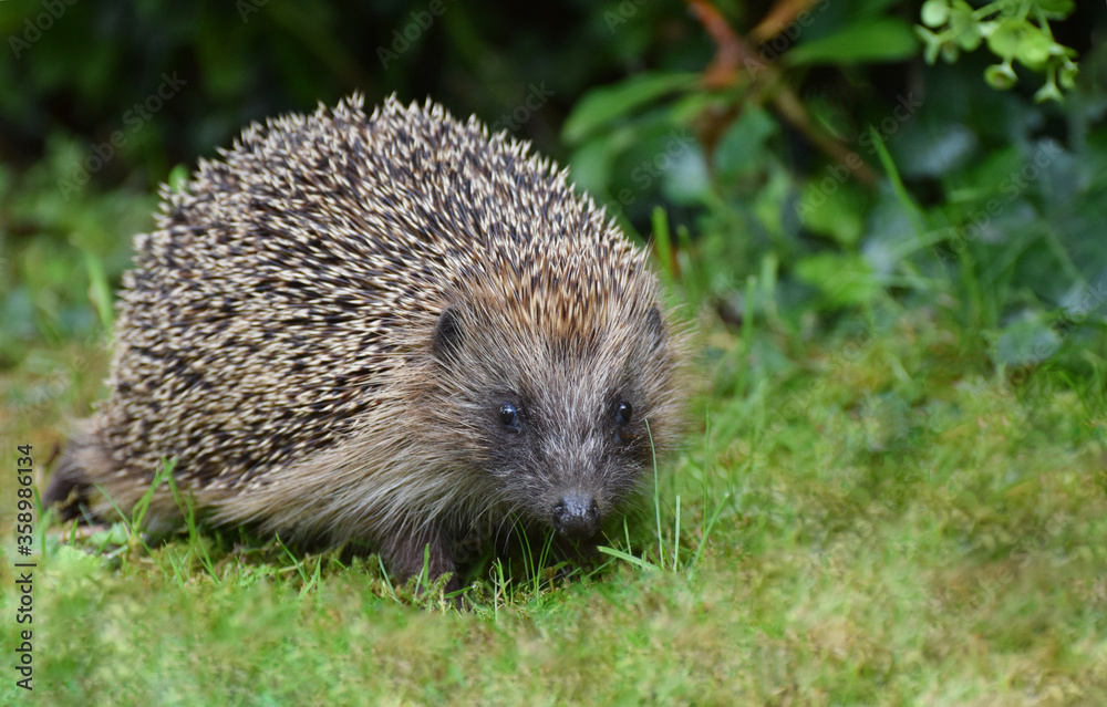 Hedgehog close up Hedgehog close up