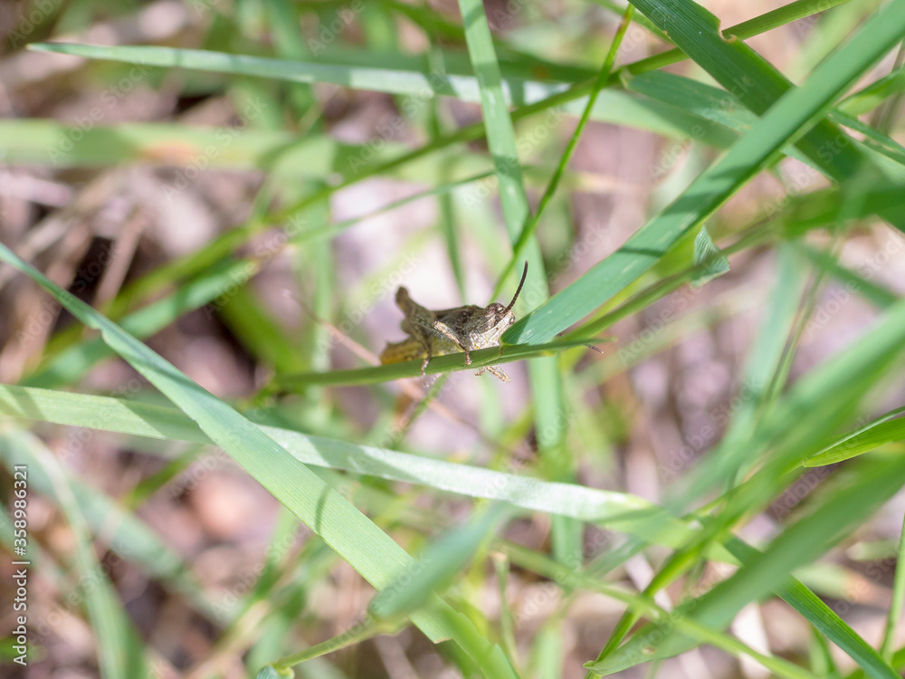 A small grasshopper in the grass A small grasshopper in the grass