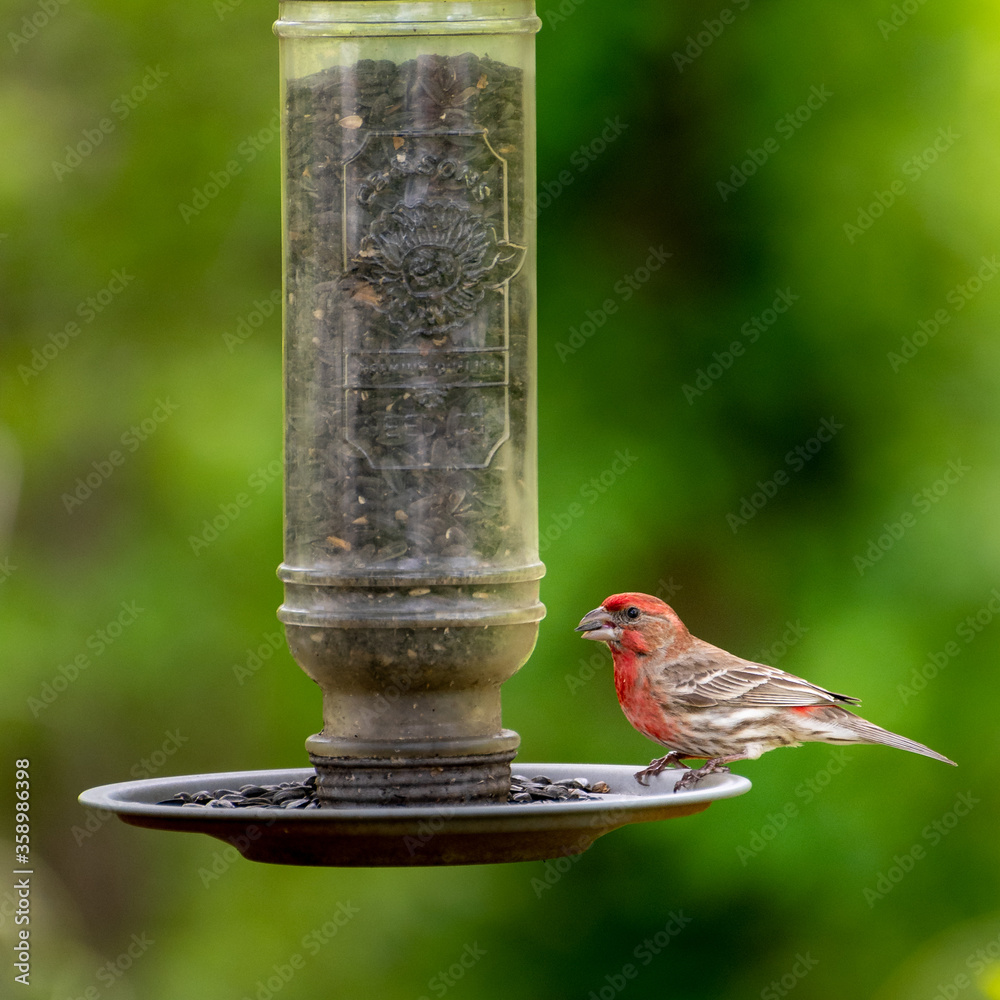 Naklejka premium feeder