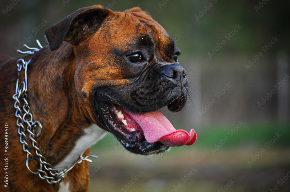 Boxer dog portrait