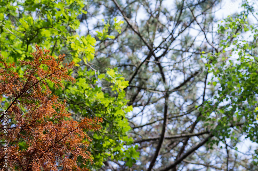 Fototapeta premium Different colored tree leaves in the summer