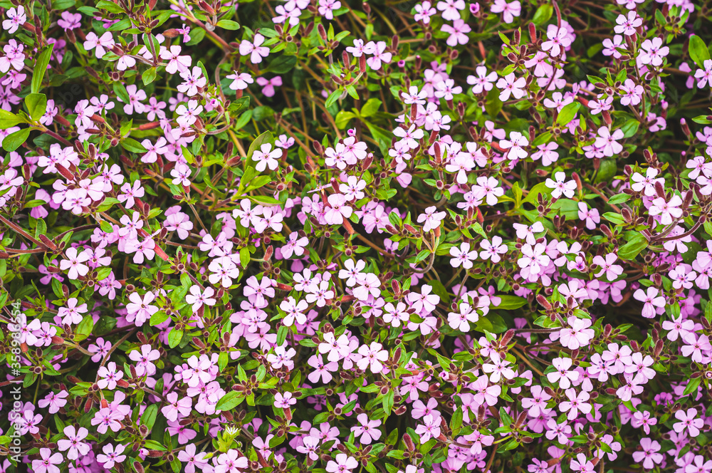 Beautiful and vibrant little purple matthiola flowers