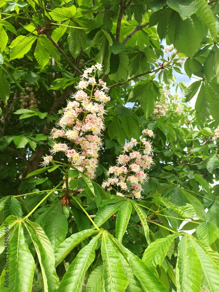 Kastanienblüte