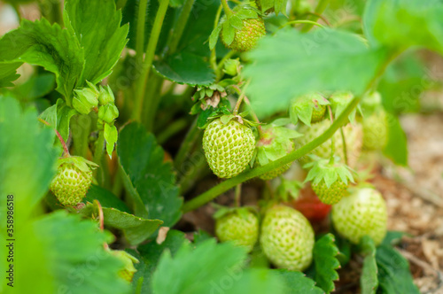 Unripe green strawberries in the bush among the leaves