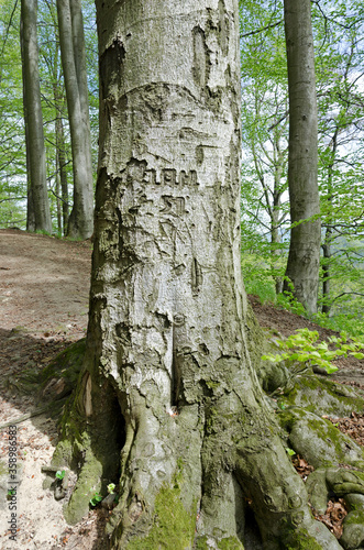 Tree with words and numbers carved in a bark