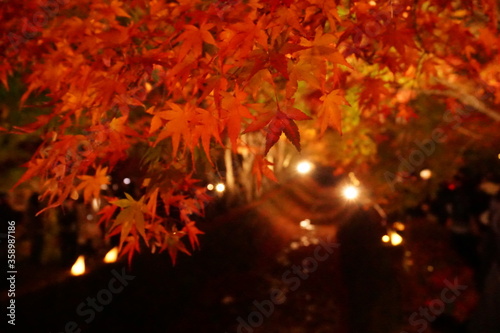 紅葉回廊