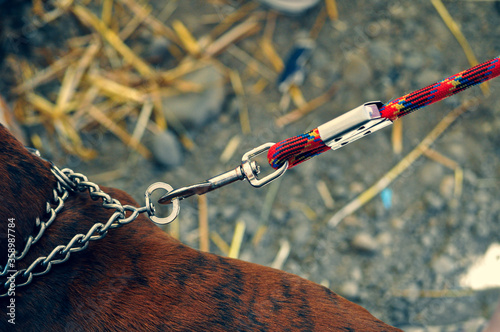 Tied on a leash