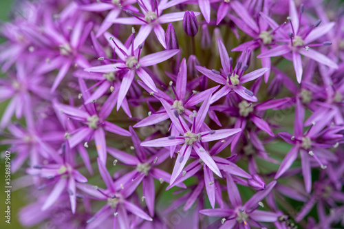 Close up of purple allium