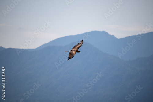 View of a launching  flying sea eagle against a forest and mountain background with blue sky