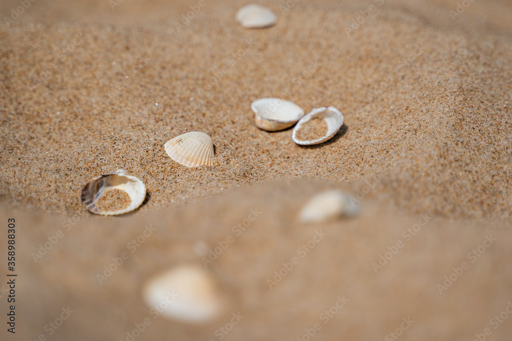 Close up of shells on sand shore with blurred sea background Close up of shells on sand shore with blurred sea background