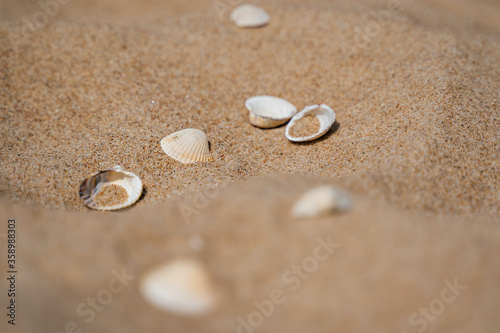 Close up of shells on sand shore with blurred sea background