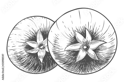 Two tomatoes, hand-drawn illustration. Style of engraving, outline, Ink.