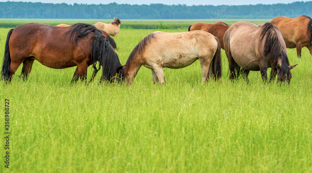 A herd of horses grazes on a farm field. Photographed close-up.