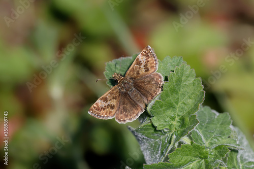 A Dingy Skipper Butterfly basking on green leaves.