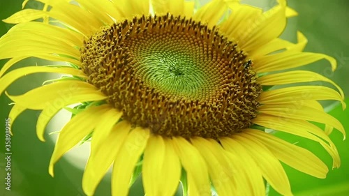 Sunflower close up blowing in the wind with insect collecting pollen, glistening sunlit backdrop and vibrant green tropical foliage outdoor farming scene.