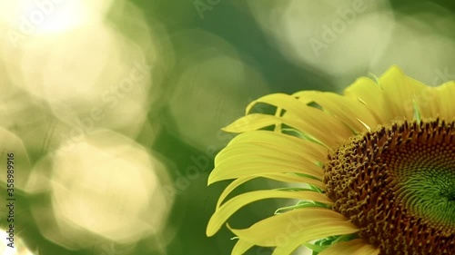 Yellow sunflower close up blowing in the wind with space for text, glistening sunlit backdrop and vibrant fresh green tropical foliage outdoor scene.