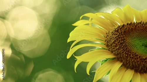 Sunflower blowing in the wind with space for text, glistening sunlit background and vibrant fresh green tropical foliage outdoor scene.