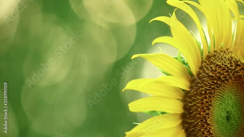 Sunflower close up blowing in the wind with space for text, glistening sunlit backdrop and vibrant fresh green tropical foliage outdoor scene.