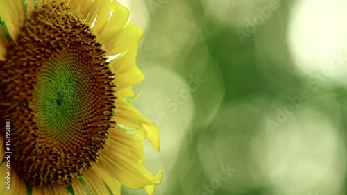 Sunflower close up blowing in the wind with space for text, glistening sunlit backdrop and vibrant fresh green tropical foliage outdoor scene. Yellow and green.