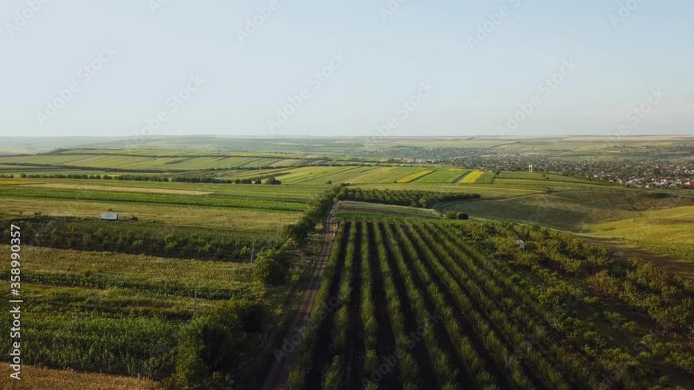 AERIAL. 4K. flight over the fields at sunset. Beautiful scenery with fields and trees at sunset of the day. Place location Moldova. Sunny summer evening, a panorama of agricultural crops. AERIAL. 4K. flight over the fields at sunset. Beautiful scenery with fields and trees at sunset of the day. Place location Moldova. Sunny summer evening, a panorama of agricultural crops.