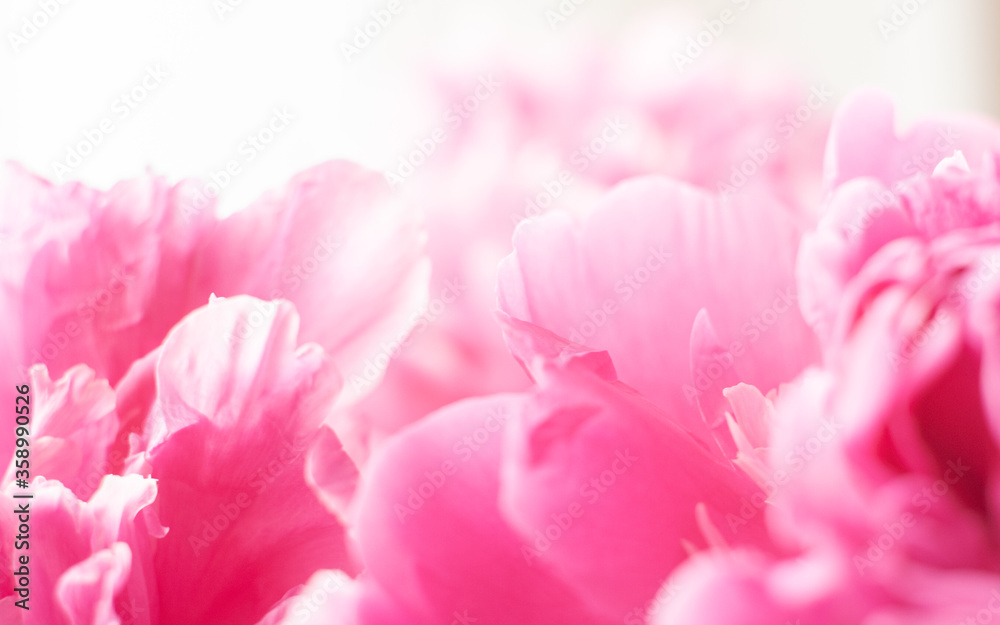 Pink peonies close-up on a white background. Macro photo. Selective focus. Pink peonies close-up on a white background. Macro photo. Selective focus.