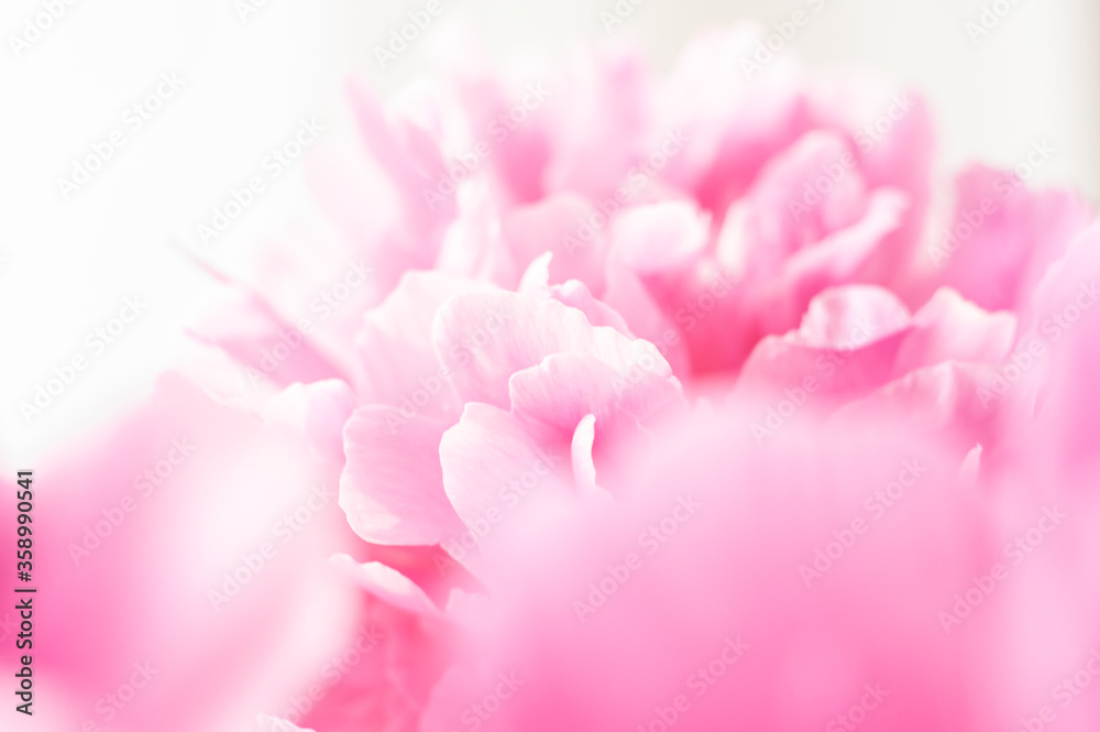 Pink peonies close-up on a white background. Macro photo. Selective focus.