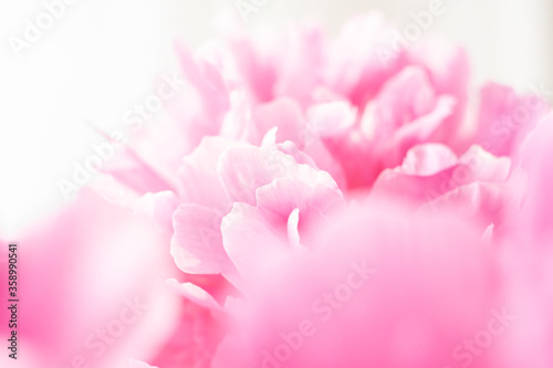 Pink peonies close-up on a white background. Macro photo. Selective focus.