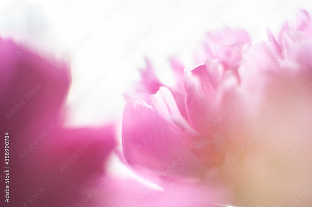 Pink peonies close-up on a white background. Macro photo. Selective focus.